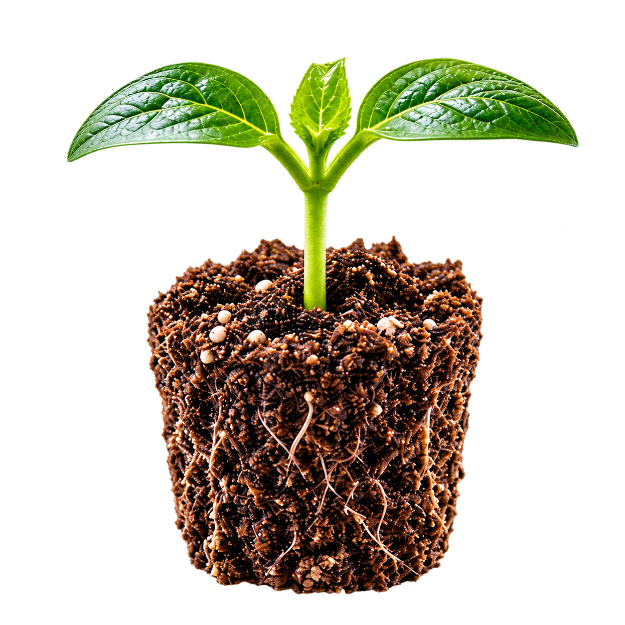 Young seedling