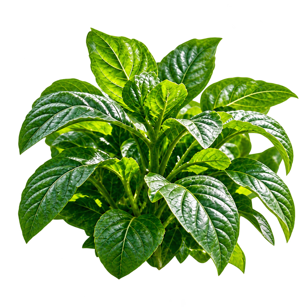 Vegetative foliage