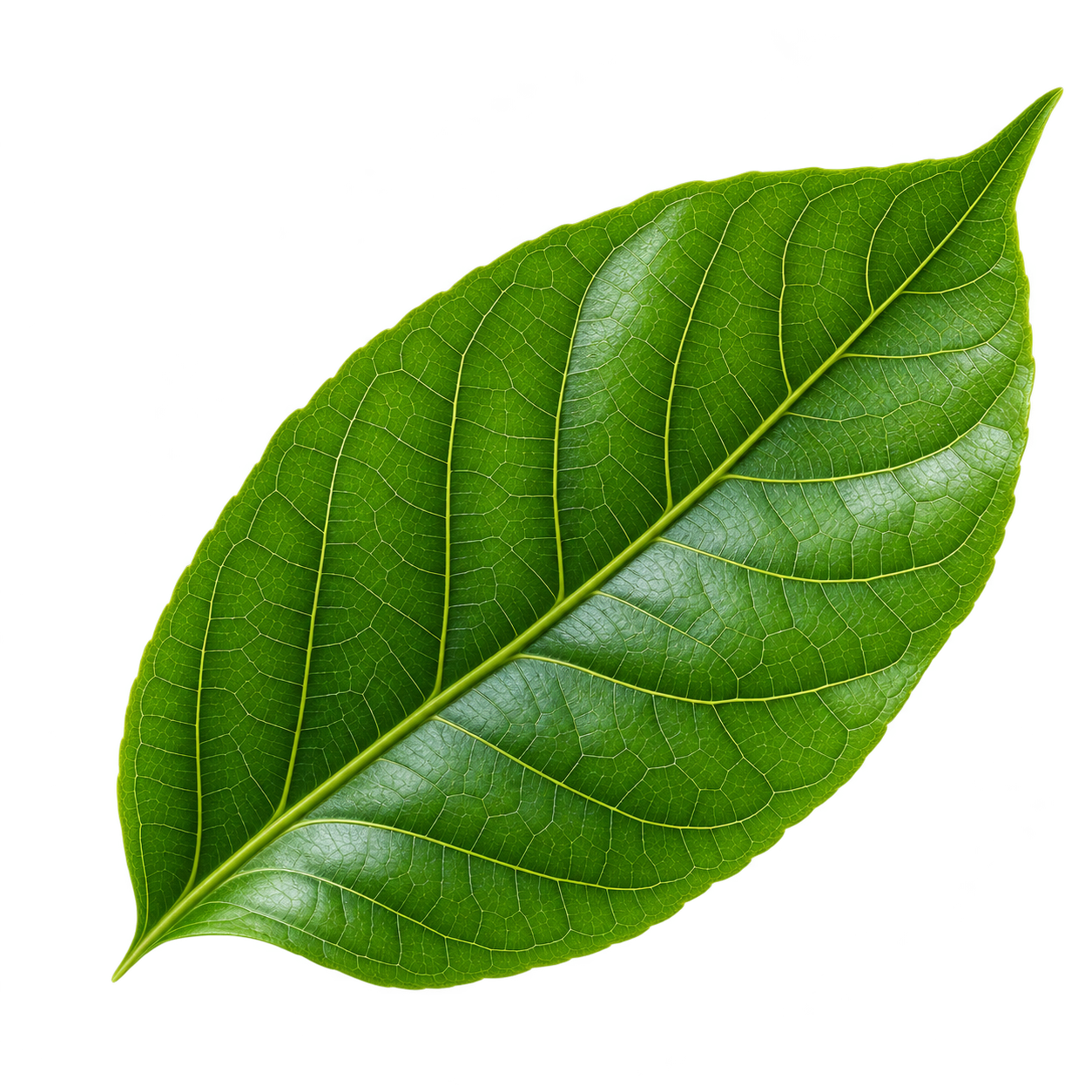 Natural green leaf