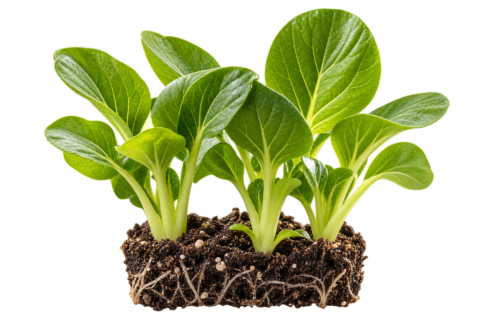 Young leafy seedlings