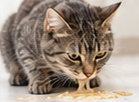 Illustrative crouching tabby cat