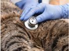 Veterinary stethoscope examination