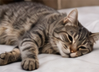 Illustrative resting tabby cat; not a diagnostic example