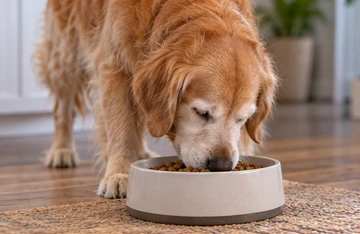 Food and water bowls