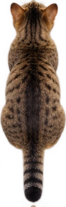 Illustrative top view of a cat