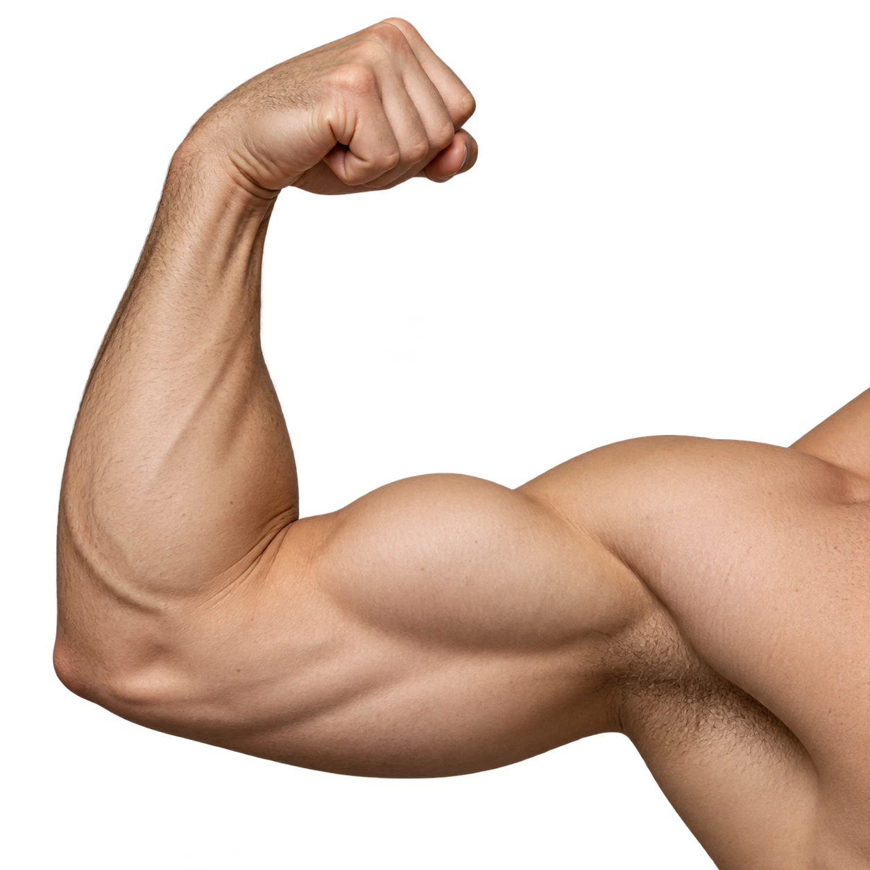 Flexed arm illustrating skeletal muscle